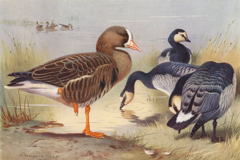 Vitkindad gås, Bernacle Goose (färglitografi) av Archibald Thorburn