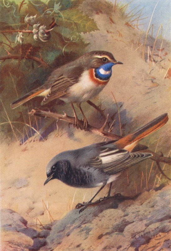 Vitfläckig blåhake, svart rödstjärt (färglitografi) av Archibald Thorburn