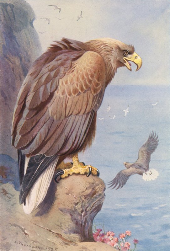 Havsörn (färglitografi) av Archibald Thorburn