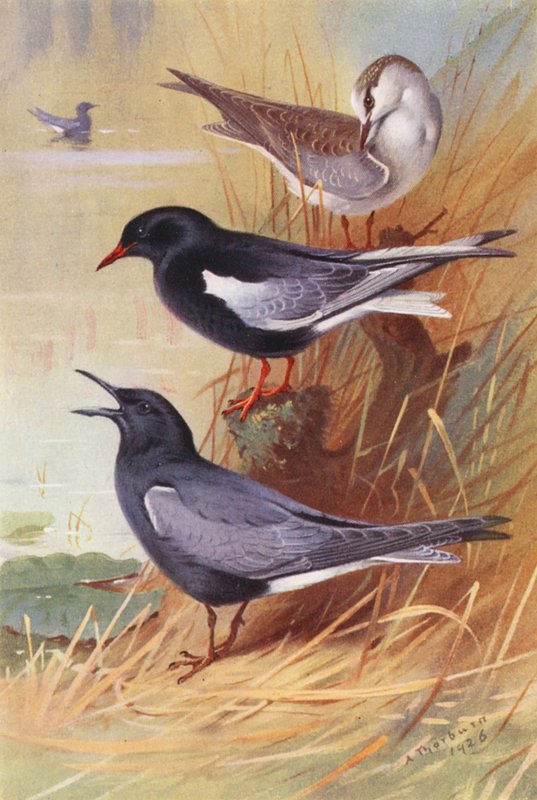 Vitvingad svarttärna (vuxen och ung), svarttärna (färglitografi) av Archibald Thorburn