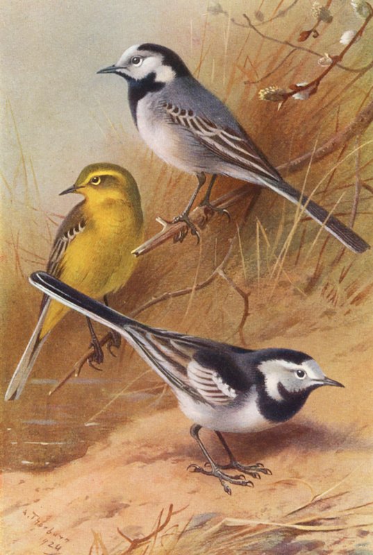 Vit sädesärla, gul sädesärla, svart sädesärla (färglitografi) av Archibald Thorburn