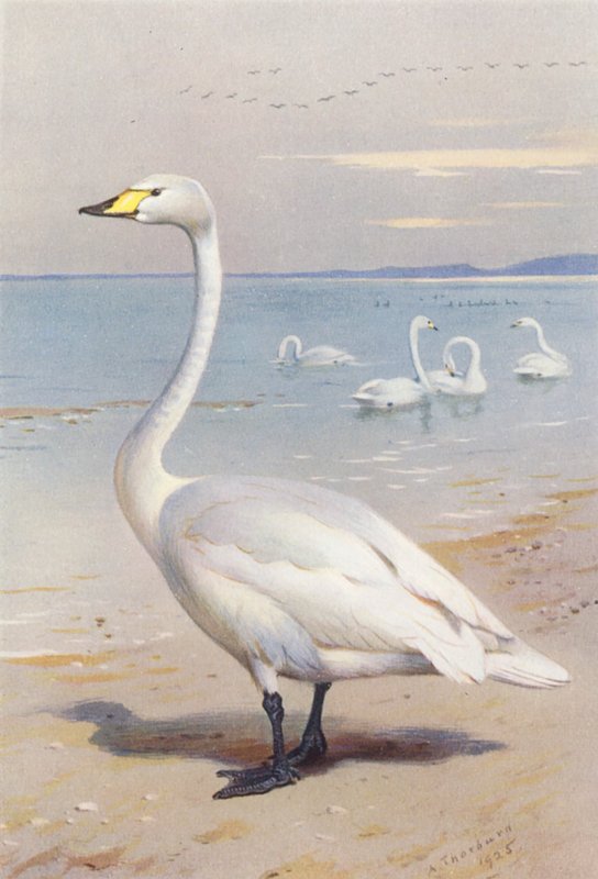 Sångsvan (färglitografi) av Archibald Thorburn