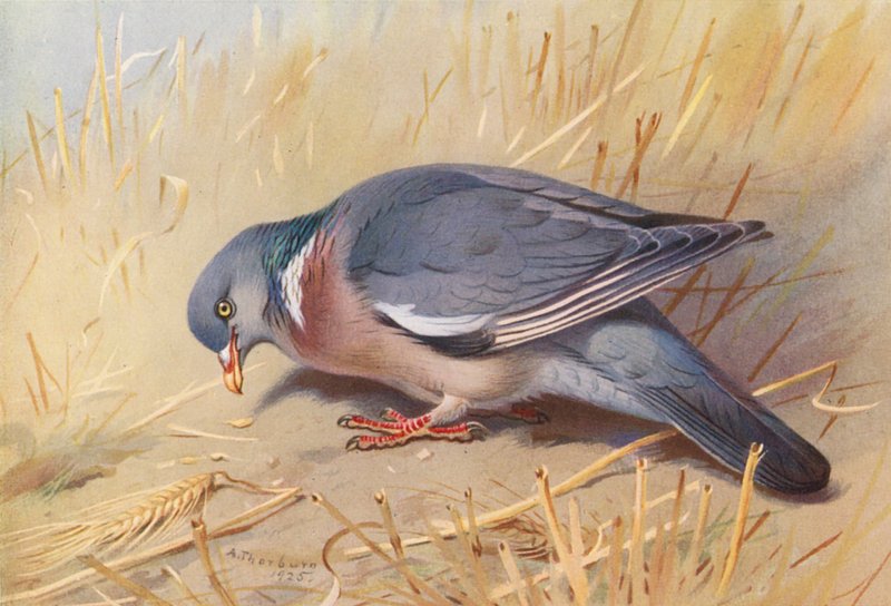 Träduva (färglitografi) av Archibald Thorburn