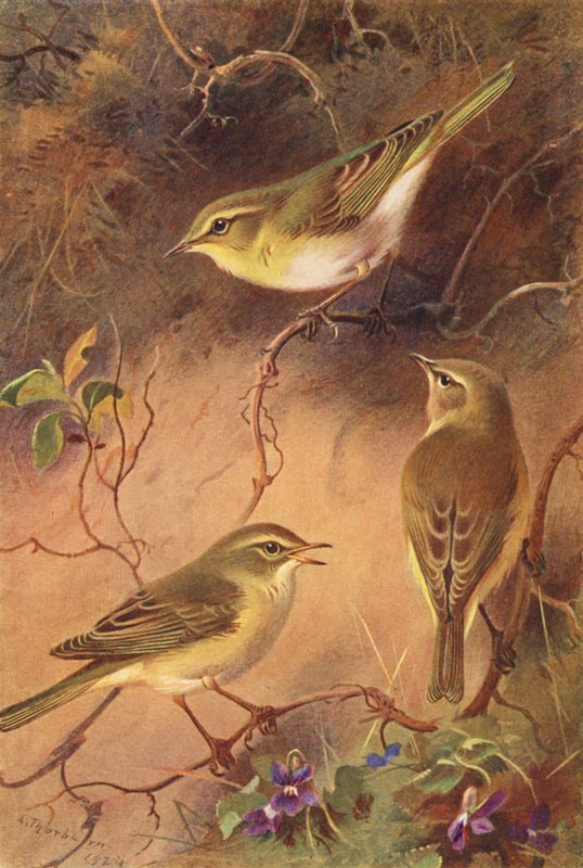 Trädgärdsmyg, pilgärdsmyg, gransångare (färglitografi) av Archibald Thorburn