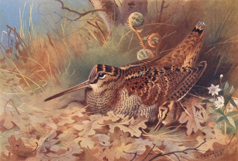 Woodcock (färglitografi) av Archibald Thorburn