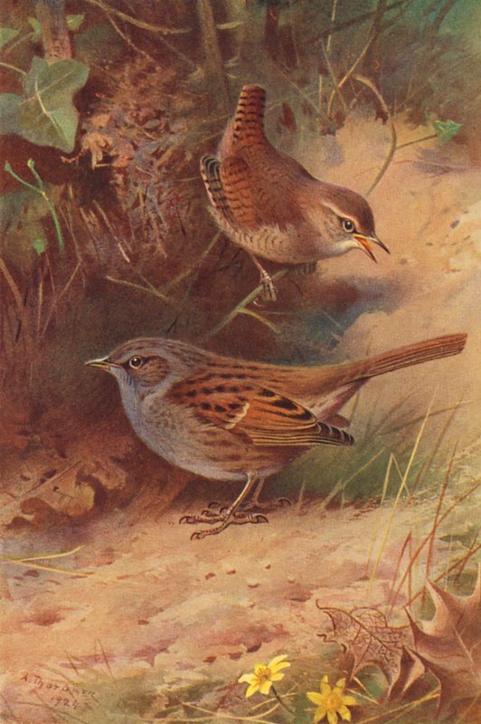 Gärdsmyg, häcksparv (färglitografi) av Archibald Thorburn