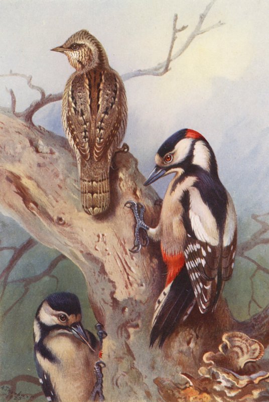 Vändhals, större hackspett (hane och hona) (färglitografi) av Archibald Thorburn