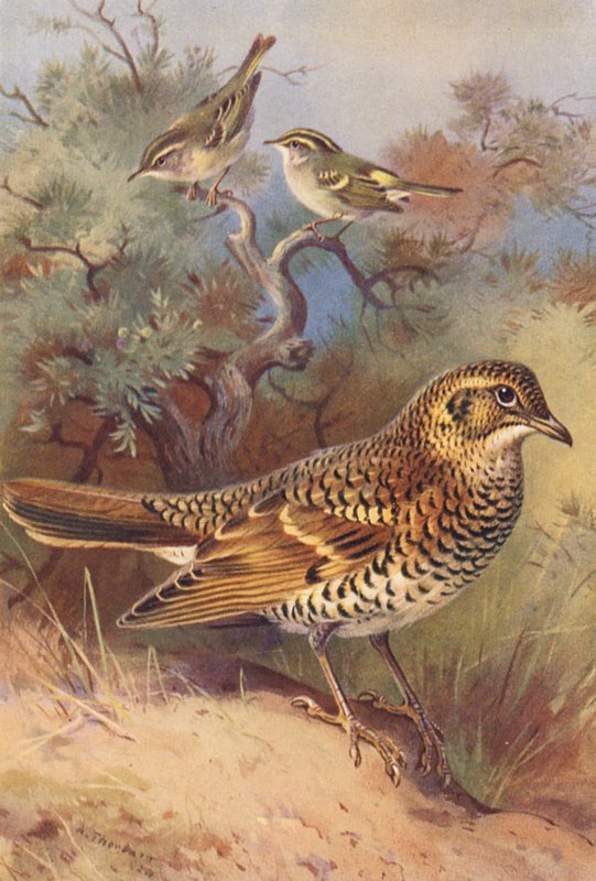 Gulbröstad sångare, Pallas lövsångare, vit trast (färglitografi) av Archibald Thorburn