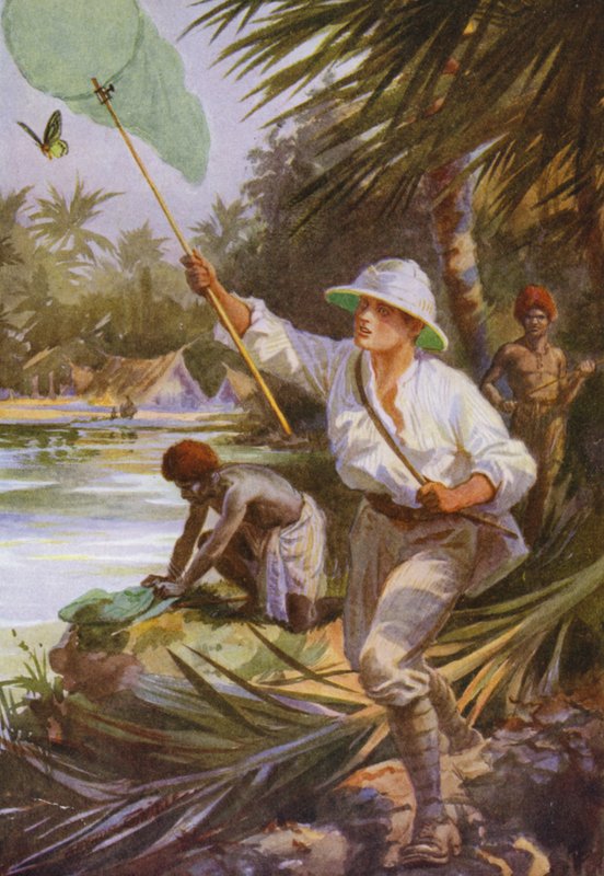 Vackra fjärilar: En samlare på jobbet i Nya Guinea (färg litho) av Arthur Twidle