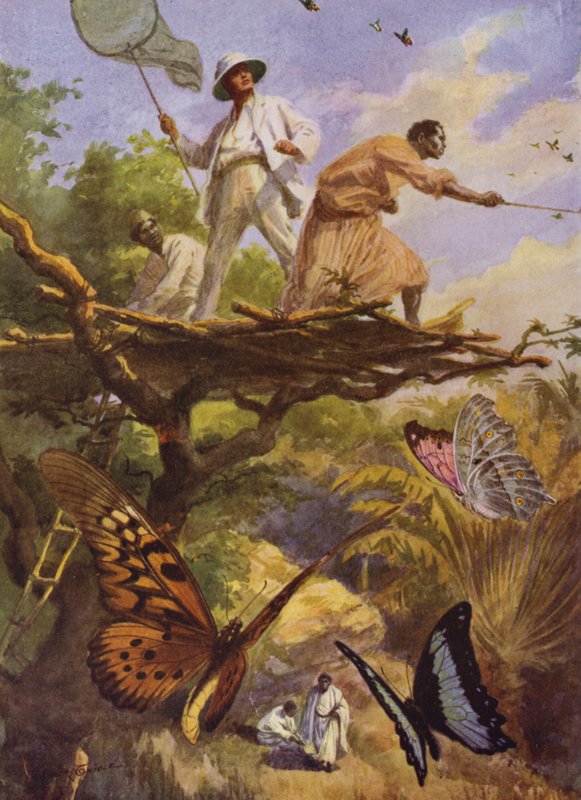 Vackra fjärilar: Att fånga Urania Rhiphoeus på Madagaskar (färg litho) av Arthur Twidle