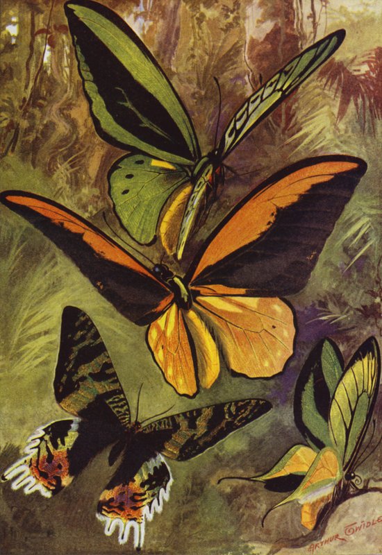 Vackra fjärilar: Ornithopters, eller fågelvingefjärilar, och Urania Rhipheus (färg litho) av Arthur Twidle