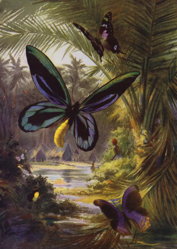 Vackra fjärilar: Troides Alexandrae, den största av alla fjärilar (färg litho) av Arthur Twidle