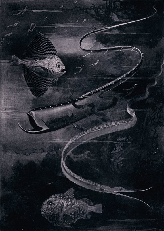 Djuphavsfisk (litho) av Arthur Twidle