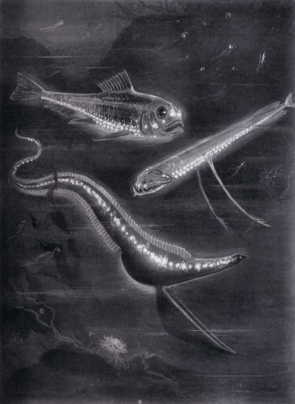 Självlysande fiskar (litho) av Arthur Twidle