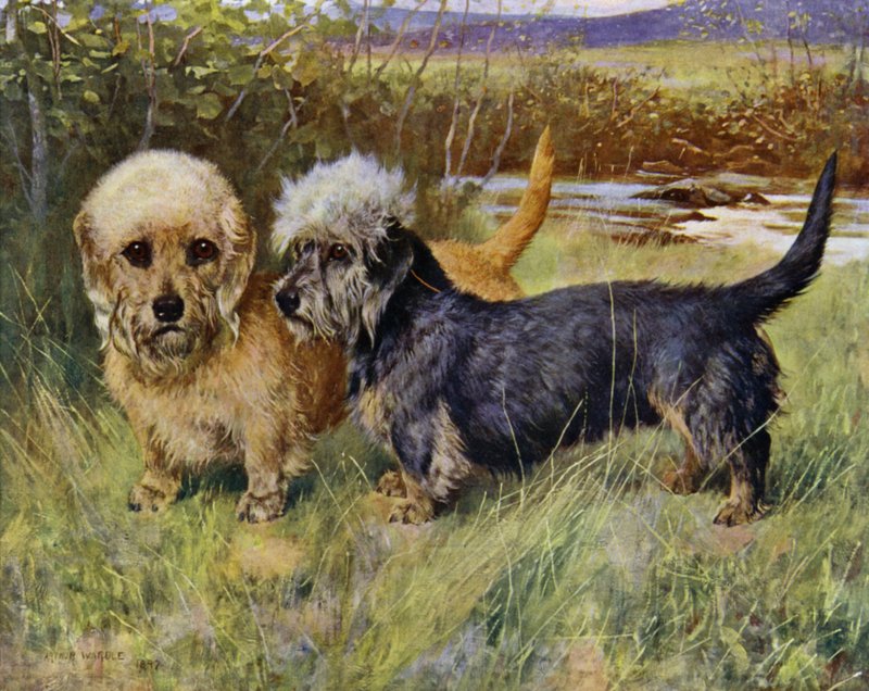 Dandie Dinmont Terriers, Ch Blacket House Yet, Mustard och Ch Ancrum Fanny, Pepper (färg litho) av Arthur Wardle