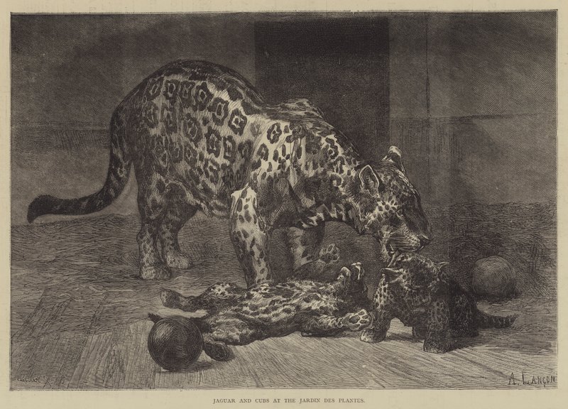 Jaguar och ungar i Jardin des Plantes av Auguste Andre Lancon