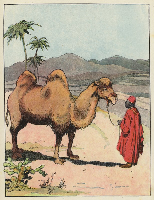 Baktriska kameler av Benjamin Rabier