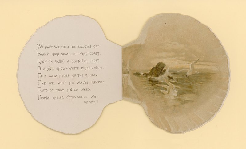 Illustration till häftet med titeln Sea Shells (color litho) av Benjamin D. Sigmund