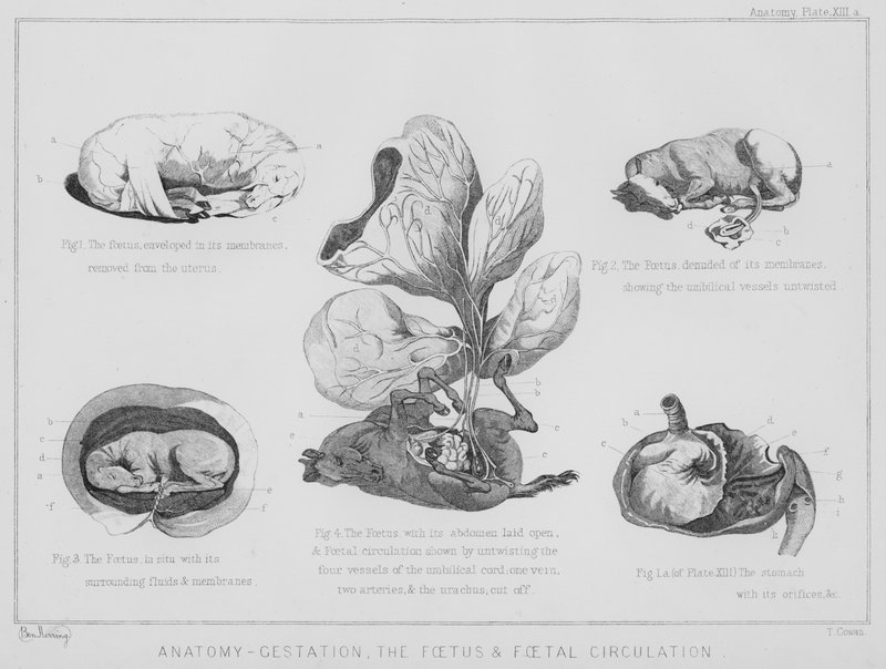 Anatomi, graviditet, fostret och fostrets cirkulation (litho) av Benjamin Herring