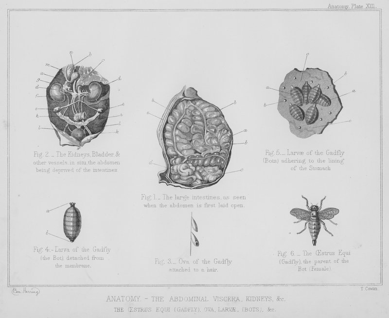 Anatomi, bukorganen, njurarna, etc, brunsten equi, gadfly, ägg, larver, bots etc (litho) av Benjamin Herring