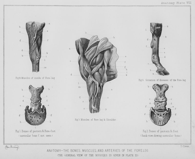 Anatomi, ben, muskler och artärer i frambenet (litho) av Benjamin Herring