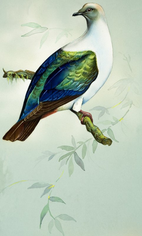 Kejserlig fruktduva (gouache på papper) av Bert Illoss
