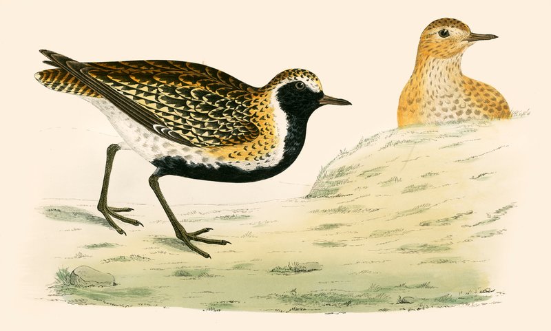 Gyllene kärrsnäppa av Beverley R. Morris