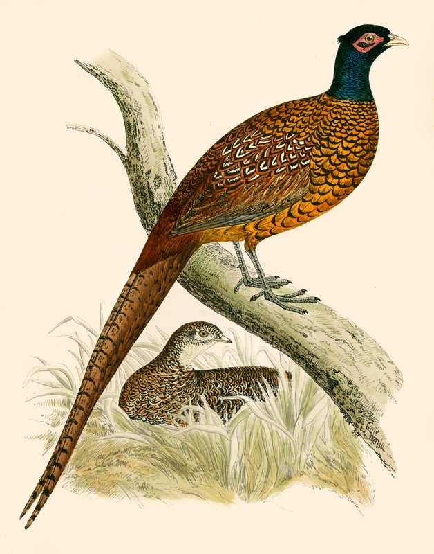 Pheasantswed av Beverley R. Morris