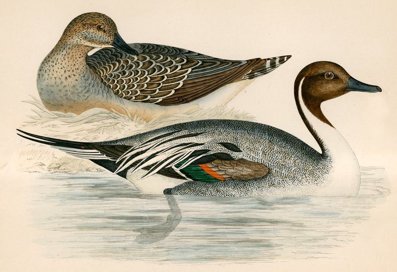 Pintail Anka av Beverley R. Morris