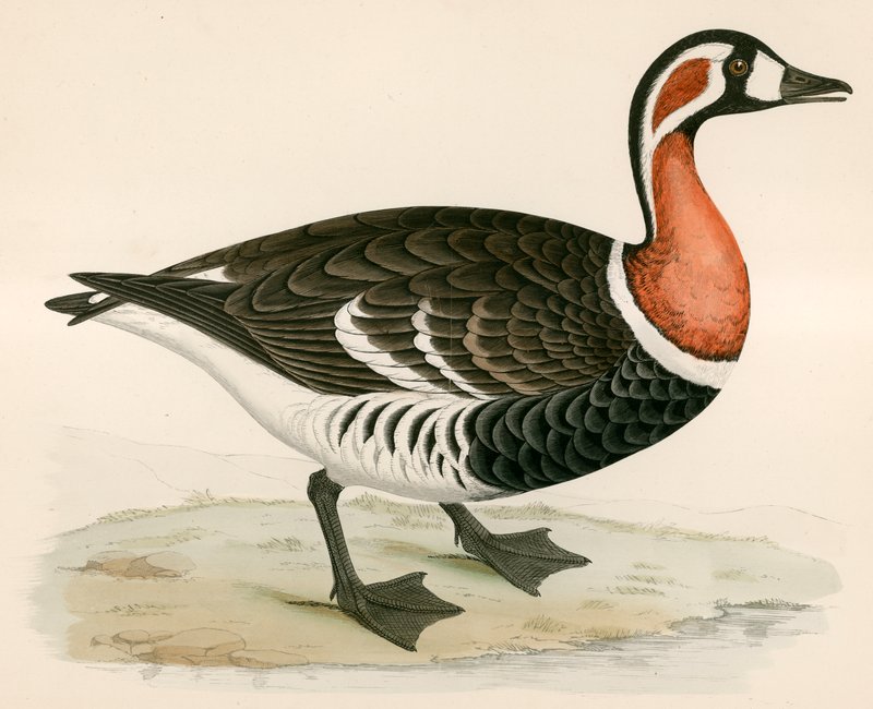 Rödbröst gås av Beverley R. Morris