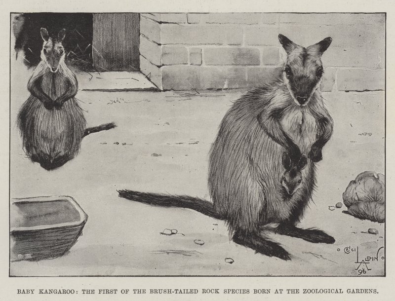 Baby Kangaroo, den första av de borststjärtade stenarterna som föddes i Zoological Gardens av Cecil Charles Windsor Aldin