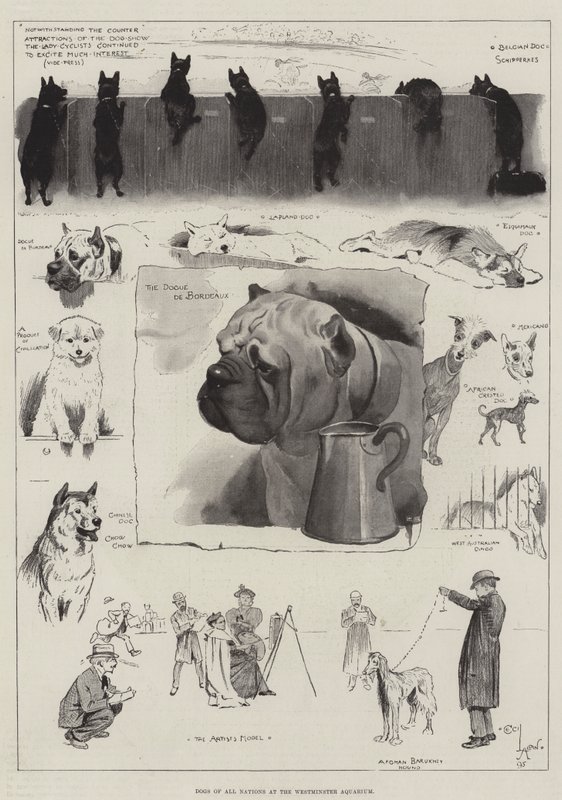 Alla nationers hundar på Westminster Aquarium av Cecil Charles Windsor Aldin