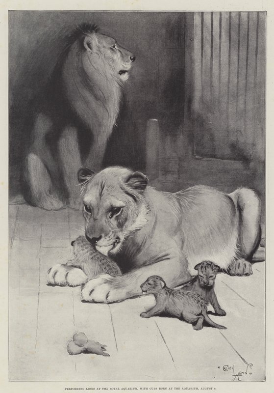 Lejon i Royal Aquarium, med ungar födda i akvariet, 6 augusti av Cecil Charles Windsor Aldin