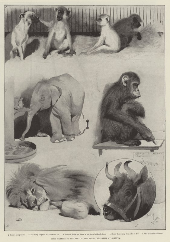 Några medlemmar av Barnum och Bailey Menagerie på Olympia av Cecil Charles Windsor Aldin