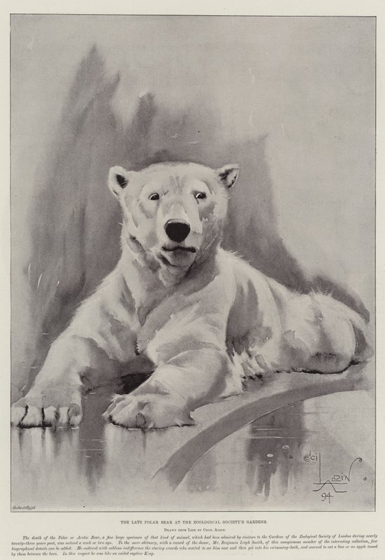 Den sena isbjörnen vid Zoologiska föreningens trädgårdar av Cecil Charles Windsor Aldin