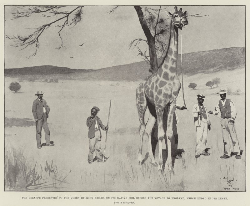 Giraffen presenterad för drottningen av kung Khama på dess hembygdsjord före resan till England, som slutade med dess död av Cecil Charles Windsor Aldin