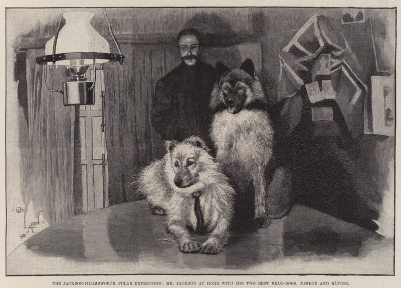 Jackson-Harmsworths polarexpedition, Mr Jackson hemma med sina två bästa björnhundar Nimrod och Raving av Cecil Charles Windsor Aldin