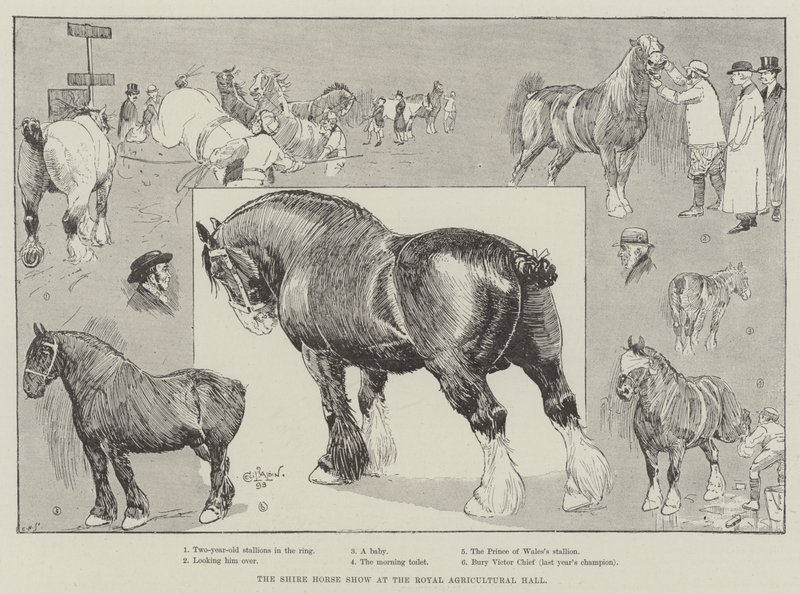 Shire Horse Show på Royal Agricultural Hall av Cecil Charles Windsor Aldin