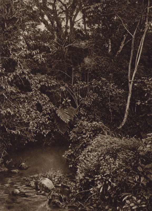 Mexiko: Skog nära Mirador, Panorama av urskog (s/v foto) av Cecile Seler Sachs