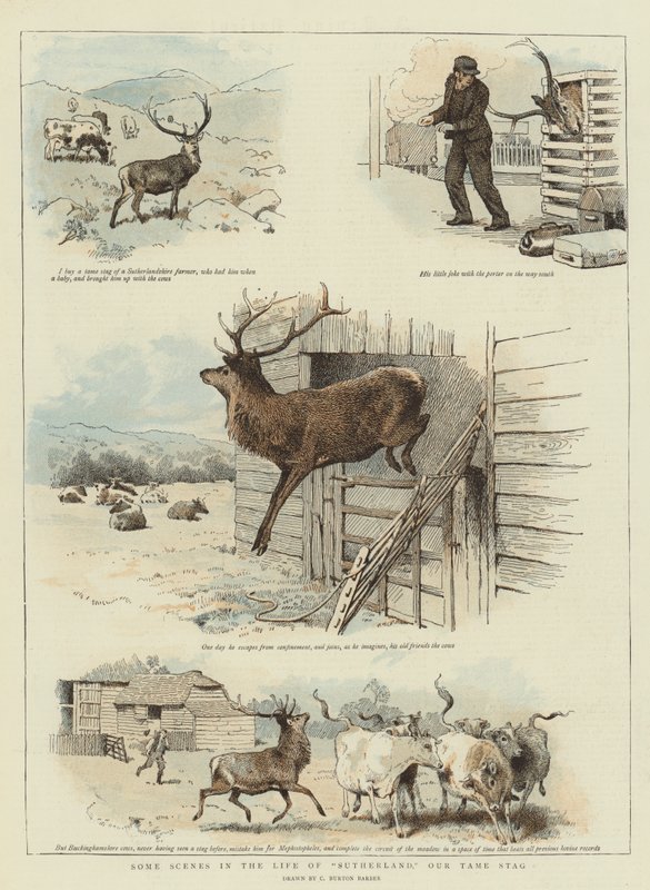Några scener i Sutherlands liv, Our Tame Stag (chromolitho) av Charles Burton