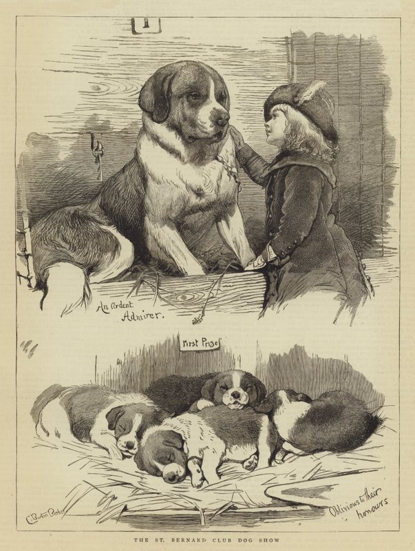 St Bernard Club hundutställning av Charles Burton