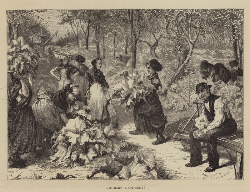 Rabarbersamlare av Charles J. Staniland