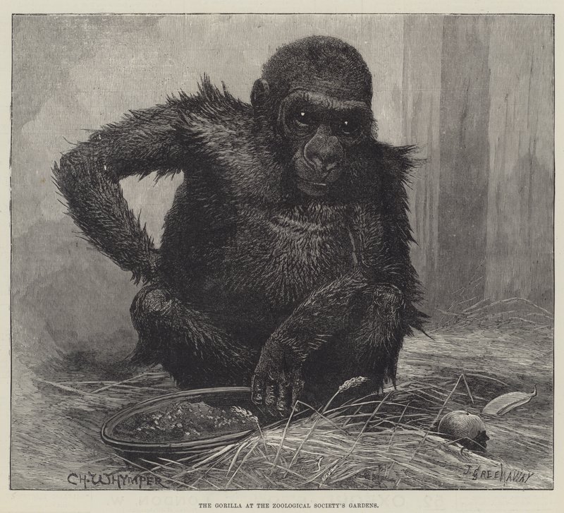 Gorillan vid Zoologiska Föreningens trädgårdar av Charles Whymper