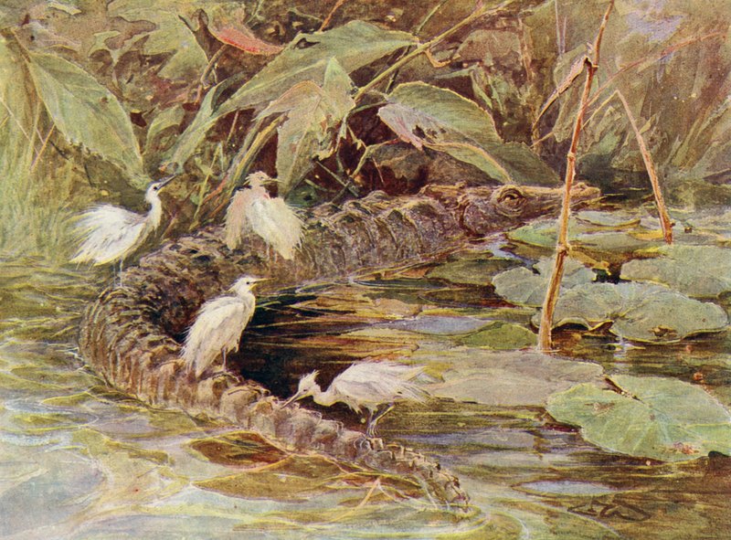 Krokodil och tillhörande hägrar (färg litho) av Charles (after) Whymper