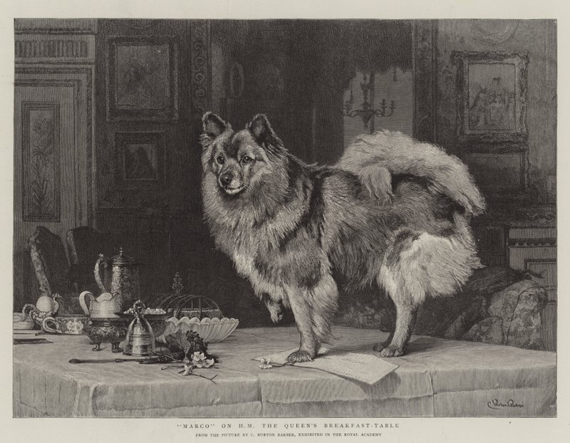 Marco på HM Drottningens frukostbord av Charles Burton