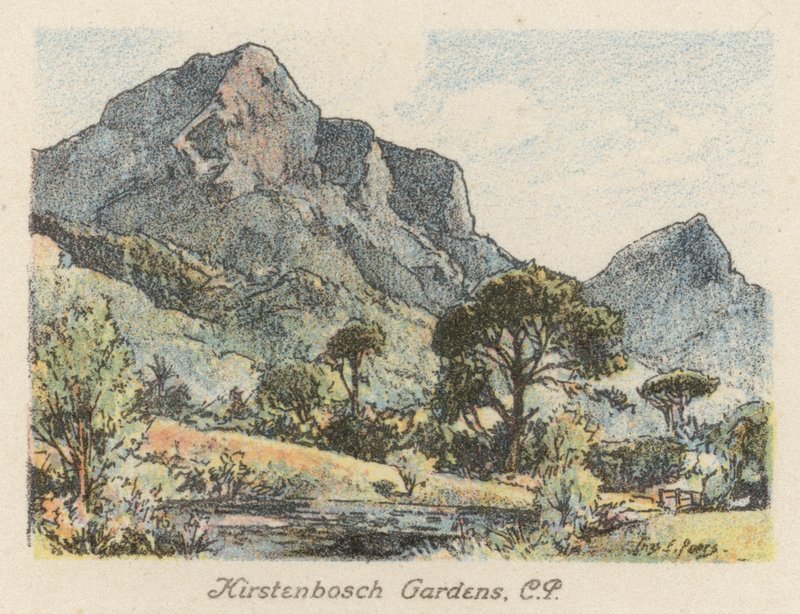 Sydafrika: Kirstenbosch Gardens, CP (färglitografi) av Charles Ernest Peers