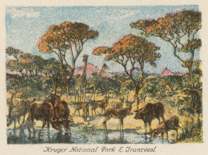 Sydafrika: Kruger National Park, E Transvaal (färglitografi) av Charles Ernest Peers