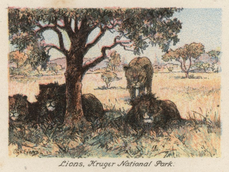Sydafrika: Lejon, Kruger nationalpark (färglitografi) av Charles Ernest Peers