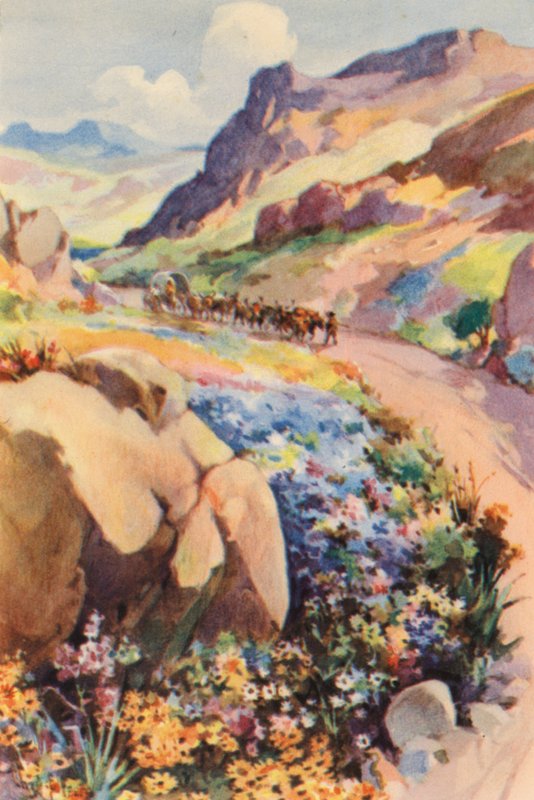Sydafrika: Namaqualand Flowers (färglitografi) av Charles Ernest Peers