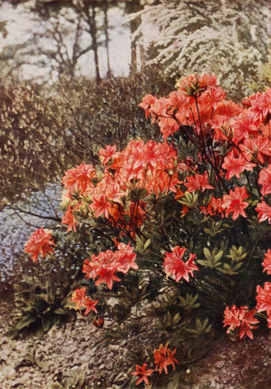 En buske av Hardy Azalea (färgfoto) av Charles Essenhigh Corke